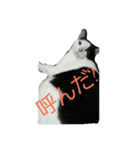 スリーキャッツ（個別スタンプ：8）