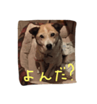 雑種な犬スタンプ（個別スタンプ：1）