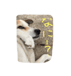 雑種な犬スタンプ（個別スタンプ：3）