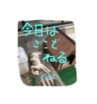 雑種な犬スタンプ（個別スタンプ：4）