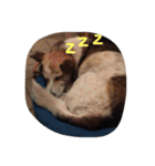 雑種な犬スタンプ（個別スタンプ：7）