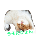 エキゾチックショートヘア麻呂（個別スタンプ：4）