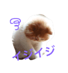 エキゾチックショートヘア麻呂（個別スタンプ：5）