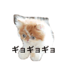 エキゾチックショートヘア麻呂（個別スタンプ：11）