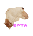 エキゾチックショートヘア麻呂（個別スタンプ：13）