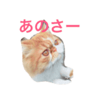 エキゾチックショートヘア麻呂（個別スタンプ：16）