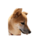 柴犬ひめ（個別スタンプ：2）