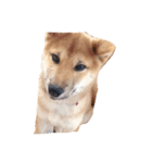 柴犬ひめ（個別スタンプ：3）