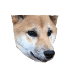 柴犬ひめ（個別スタンプ：4）