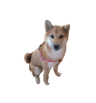柴犬ひめ（個別スタンプ：5）