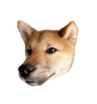 柴犬ひめ（個別スタンプ：6）