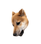 柴犬ひめ（個別スタンプ：7）