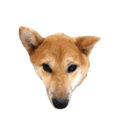 柴犬ひめ（個別スタンプ：8）