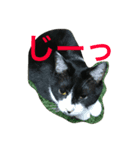 八割れマメ（個別スタンプ：1）
