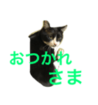八割れマメ（個別スタンプ：2）