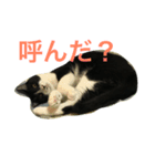 八割れマメ（個別スタンプ：3）