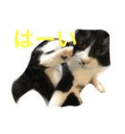 八割れマメ（個別スタンプ：5）