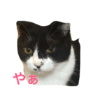 八割れマメ（個別スタンプ：6）