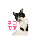 八割れマメ（個別スタンプ：7）