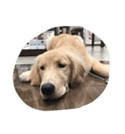 Cute Retriever（個別スタンプ：2）