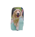 Cute Retriever（個別スタンプ：3）