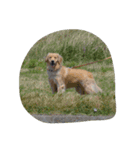 Cute Retriever（個別スタンプ：4）