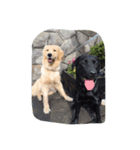 Cute Retriever（個別スタンプ：7）