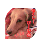 M.Dachshud Love LUCHIAs Sticker 2（個別スタンプ：6）