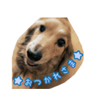 M.Dachshud Love LUCHIAs Sticker 2（個別スタンプ：8）