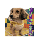 M.Dachshud Love LUCHIAs Sticker 2（個別スタンプ：11）