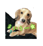 M.Dachshud Love LUCHIAs Sticker 2（個別スタンプ：12）