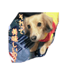 M.Dachshud Love LUCHIAs Sticker 2（個別スタンプ：19）