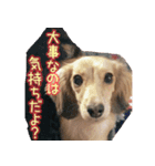 M.Dachshud Love LUCHIAs Sticker 2（個別スタンプ：20）