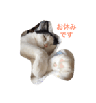 猫の気分（個別スタンプ：1）