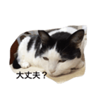猫の気分（個別スタンプ：2）