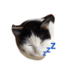 猫の気分（個別スタンプ：3）