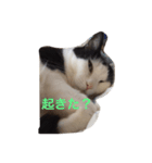 猫の気分（個別スタンプ：4）