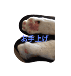猫の気分（個別スタンプ：5）