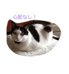 猫の気分（個別スタンプ：6）