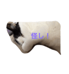 猫の気分（個別スタンプ：7）