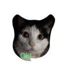 猫の気分（個別スタンプ：8）