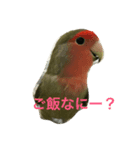 コザクラインコ ぴよまる（個別スタンプ：1）
