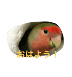 コザクラインコ ぴよまる（個別スタンプ：2）