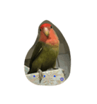 コザクラインコ ぴよまる（個別スタンプ：3）
