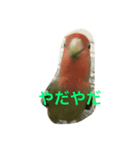 コザクラインコ ぴよまる（個別スタンプ：4）
