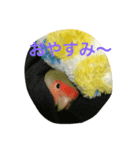 コザクラインコ ぴよまる（個別スタンプ：5）