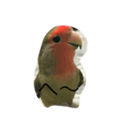 コザクラインコ ぴよまる（個別スタンプ：6）