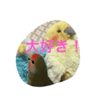 コザクラインコ ぴよまる（個別スタンプ：8）