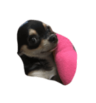 愛犬チロル（個別スタンプ：2）