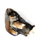 愛犬チロル（個別スタンプ：3）